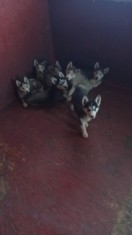 Puiuti Huski Vaccinati