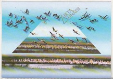 bnk cp Delta Dunarii - Pelicani pe saraturile Histriei - necirculata