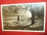 Ilustrata -Cioban cu turma de oi pe Valea Oltului , interbelica, Necirculata, Fotografie