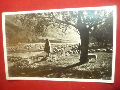 Ilustrata -Cioban cu turma de oi pe Valea Oltului , interbelica foto