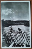 Fotografie tip carte postala, Pluta pe Bistrita, perioada interbelica