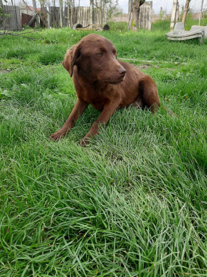 pui labrador ciocolatiu, 6 luni foto