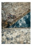 Tablou Canvas, "Crabul pe st&acirc;ncile de la mare", Crab, Stone, Water, Texture, Nature, Contrast, Ocean, Claws, Movement, Edge, 26 x 39 cm, CMCLASS