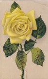 Cartă Poștală Veche Trandafir Galben, Circulată 1910, 14x9 cm, Stare Bună