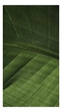 Tablou Canvas, "Textura armonioasă a frunzei verzi", Frunziș, Verde, Textură, Natură, Veziune, Vibrație, Simetrie, Detaliu, Viață, 26 x 39 cm, CMCLASS