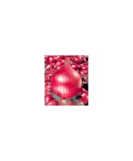 Bulbi Ceapa/Arpagic roșu &#039;Red Karmen&#039;, 1kg