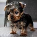 drăguț pupici terrier yorkshire drăguț pupici terrier yorkshire