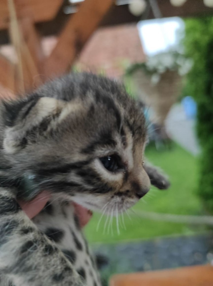 Pui bengal cu pedigree  Okazii.ro