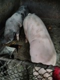 V&acirc;nd 3 porci crescuți natural