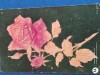 Carte postala deosebita , interesanta ,FELICITARE IN RELIEF CU PANZA ANII 1900, Circulata, Printata