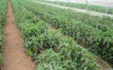 Plasa Gradina Evotools, 1.7m x 50m, Ochiuri 150x150mm, Verde, Suport Plante