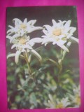 HOPCT 11534 FLOARE DE COLT-EDELWEISS -CP FELICITARE FLORI- ROMANIA-NECIRCULATA