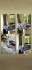 Pisici British Shorthair 2 luni, vaccinati, deparazitati, invatati la litiera, jucausi