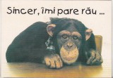 Bnk cp Felicitare - Sincer , imi pare rau ... - maimuta