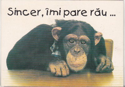 bnk cp Felicitare - Sincer , imi pare rau ... - maimuta foto