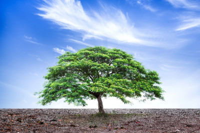 Fototapet de perete autoadeziv si lavabil Natura38, 250 x 150 cm foto