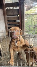 C&acirc;inii Dog de Bordeaux