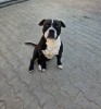 Monta Amstaff