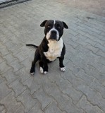Monta Amstaff