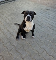 Monta Amstaff