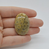 Cabochon coral fosilic 37x25x7mm c50