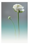 Tablou Canvas, "Floare albă &icirc;n zori de zi", Floare, Boboc, Alb, Verde, Tulpină, Gradient, Delicat, Calming, 26 x 39 cm, CMCLASS