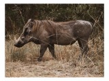 Tablou Canvas, "Porcul cu colți prin savană africană", Mistret, Naruit, Salbaticie, Vegetatie, Robust, Natural, Libertate, Impresionant, Blana, Coltzi