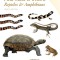 Peterson Field Guide to Western Reptiles &amp; Amphibians, Fourth Edition