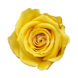 Cumpara ieftin Trandafiri Criogenati Mini Bright Yellow (&Oslash;3,5-4,5cm, set 12 buc /cutie)