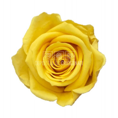 Trandafiri Criogenati Mini Bright Yellow (&amp;Oslash;3,5-4,5cm, set 12 buc /cutie) foto