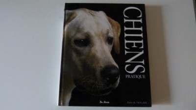 Ciini foto