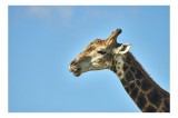 Tablou Canvas, "G&acirc;tul lung al girafei mărețe", Giraffe, Sky, Profile, Spots, Wildlife, Serenity, Nature, 39 x 26 cm, CMCLASS