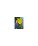 Iris de balta - Iris pseudacorus, 1 buc, Radacina, Intaltime Maturitate: 70cm, Inflorire: 5-6