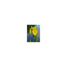 Iris de balta - Iris pseudacorus, 1 buc, Radacina, Intaltime Maturitate: 70cm, Inflorire: 5-6