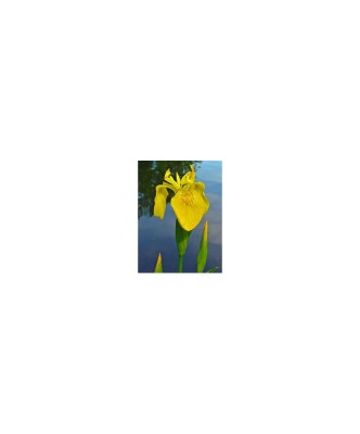 Iris de balta - Iris pseudacorus, 1 buc, Radacina, Intaltime Maturitate: 70cm, Inflorire: 5-6 foto