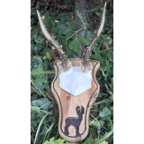 STR01 Coarne Caprior trofeu cu panoplie