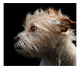 Tablou Canvas, "Portretul unui c&acirc;ine visător", Nu știu cine este &icirc;n această fotografie., 39 x 26 cm, CMCLASS