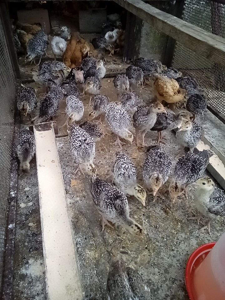 Pui curca de aprix 1 kg de o luna crescuti bio tratati 0665162667 ...