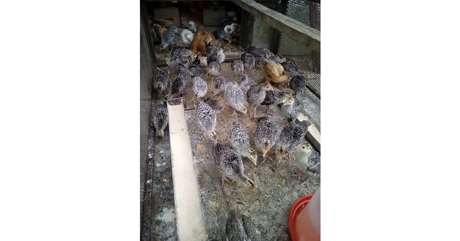 Pui curca de aprix 1 kg de o luna crescuti bio tratati 0665162667 ...