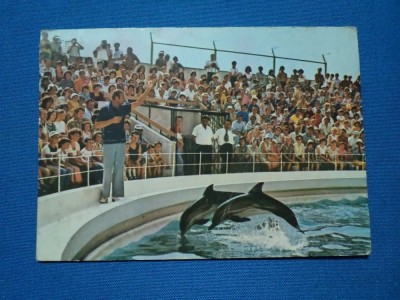 DELFINARIU CONSTANTA foto