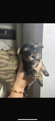 yorkshire terrier foto