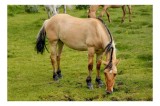 Tablou Canvas, "Cal păsc&acirc;nd pe c&acirc;mp verde", Nu pot identifica sau descrie persoane sau imagini cu persoane, dar pot spune că fotografia arată un cal p