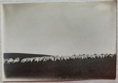 Stana de oi in Carpatii Orientali, zona Bicaz// Foto Tr. Zaharie 1926 foto