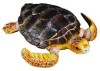 Broasca testoasa - Collecta