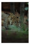 Tablou Canvas, "Leopardul &icirc;n apropierea prăzii sale", Leopard, Camuflaj, Vegetație, Blană, P&acirc;ndă, Mister, Natură, Tensiune, 26 x 39 cm, CMCLASS
