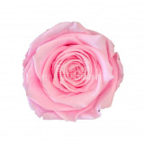 Trandafiri Criogenati XL PIN-99 (&Oslash;6-6,5cm, set 6 buc /cutie)
