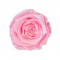 Trandafiri Criogenati XL PIN-99 (&Oslash;6-6,5cm, set 6 buc /cutie)
