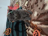Pisicuțe scottish fold