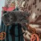 Pisicuțe scottish fold