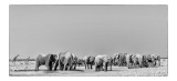 Tablou Canvas, "Elefanți la adăpătoare &icirc;n savană", Elefanți, Girafe, Savana, Peisaj, Alb, Negru, Natură, Animale, &Icirc;ntindere, Liniște, 39 x 26 cm, CMCL